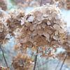 Paysage d'hiver avec l'hortensia sur Ineke Huizing