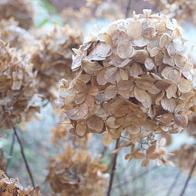 Winterlandschaft mit der Hortensie von Ineke Huizing