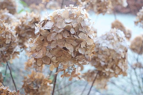 Paysage d'hiver avec l'hortensia sur Ineke Huizing