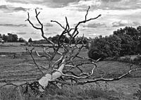 Slachtoffer van weer en wind