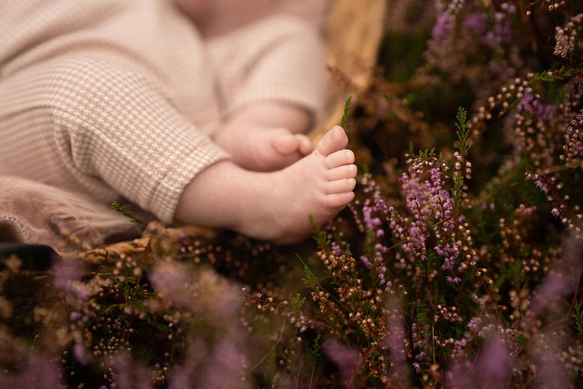 Cute newborn feet among the purple heather by Special Moments MvL