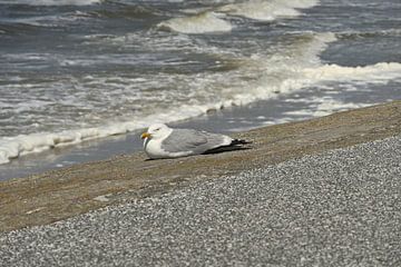 Seagull on dike by Philipp Klassen