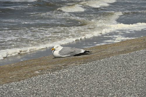 Seagull on dike