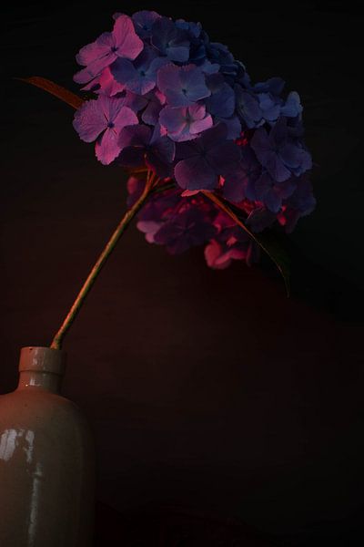 blaue Hortensie in Vase von Aan Kant