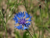 Kornblume entlang Clog-Pfad