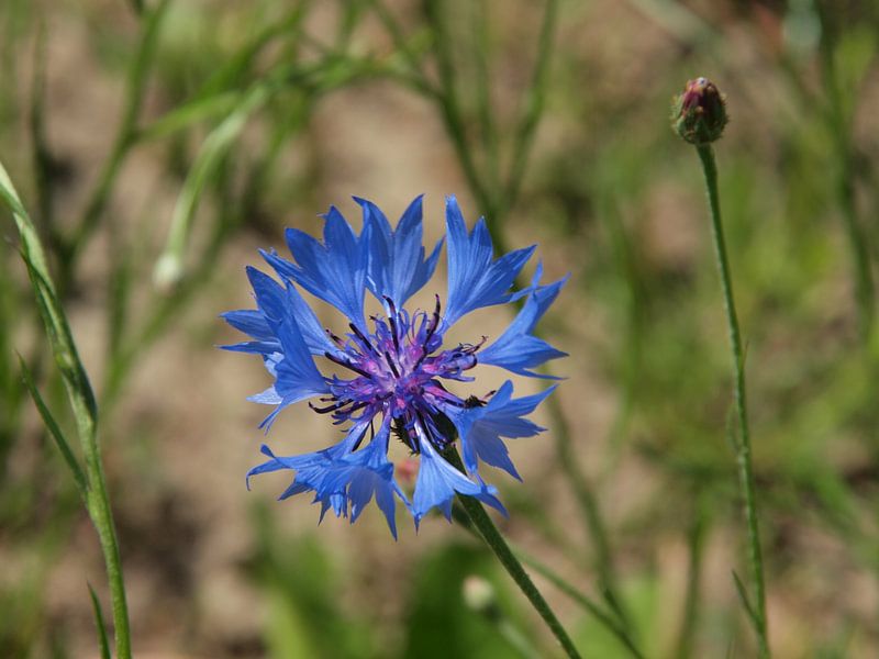 Cornflower along clog path by Annie Lausberg-Pater