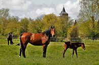 Spring foal by Henk Noevers thumbnail
