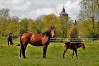 Spring foal