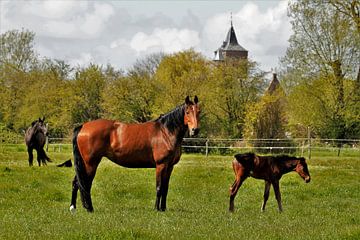 Lente veulen van Henk Noevers