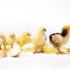 Petits poulets debout ensemble, œufs sur Dina van Vlimmeren