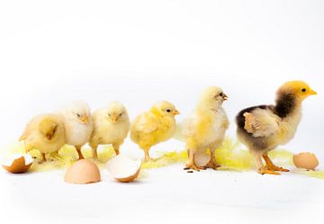 Petits poulets debout ensemble, œufs sur Dina van Vlimmeren