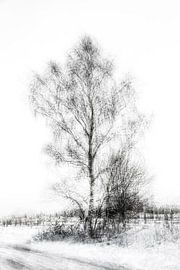 Birke in Schwarz und Weiß