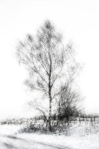 Bouleau en noir et blanc