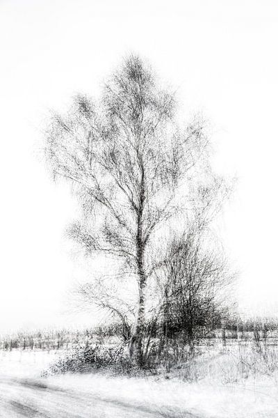 Birch in black and white by Guido Rooseleer