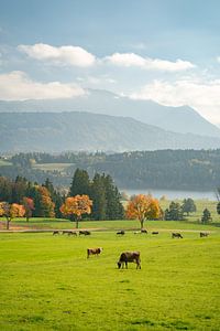 De jolies vaches au bord du lac de Niedersonthofen, dans l'Allgäu, en Haute-Allgäu