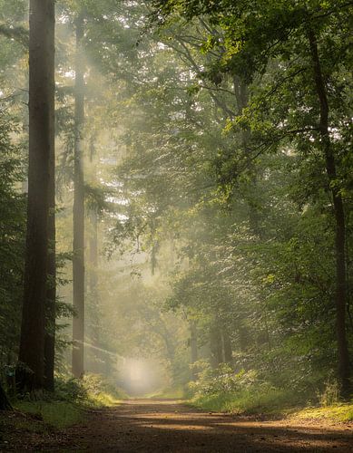 'Petit matin dans la forêt
