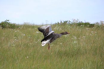 Greylag goose in flower-filled grass