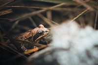 La petite grenouille profite du lever du soleil
