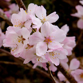 Kirschblüte