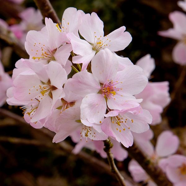 Kirschblüte von M. van Oostrum