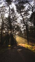 Lumière du matin