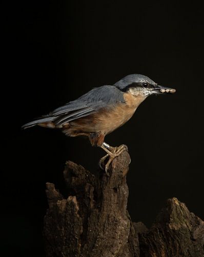 Kleiber im frühen Morgenlicht.