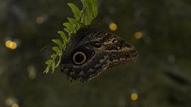 Beautiful butterfly on a leaf by Joep Rumpf