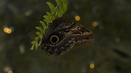 Beau papillon sur une feuille