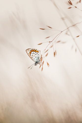 Heideblauwtje vlinder in minimalistische setting