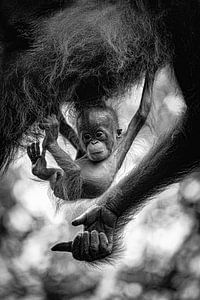 Orang-Utan Baby
