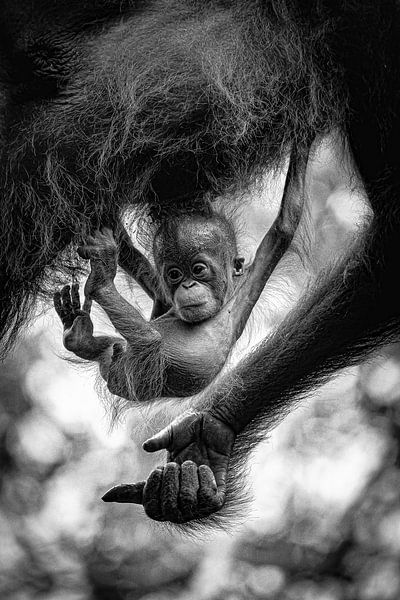 Orangutan Baby by Truckpowerr
