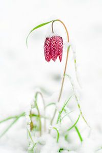 Schachblume, bedeckt mit Schnee