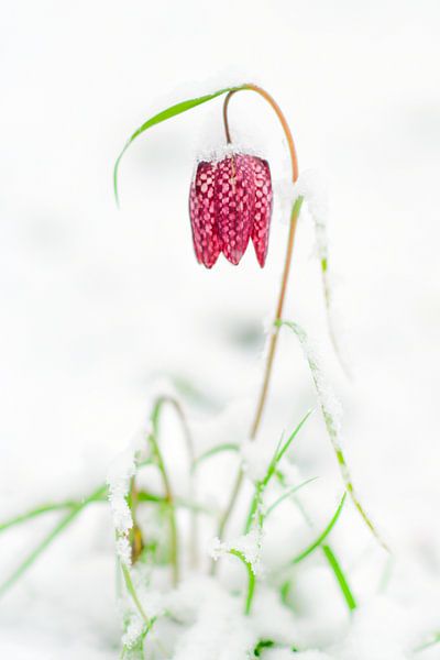 Snake's Head Fritillary covered in snow by Sjoerd van der Wal Photography