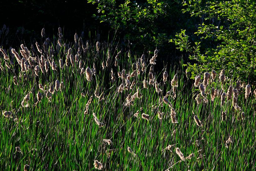 Reeds by Thomas Jäger
