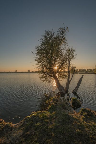Baum im Wasser von Moetwil en van Dijk - Fotografie