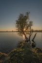 Baum im Wasser von Moetwil en van Dijk - Fotografie Miniaturansicht