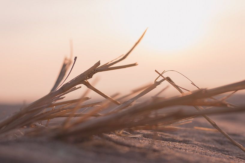 Äste im Sand während der Passage von Ben Hoedt