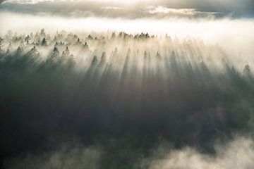 Brouillard sur les arbres