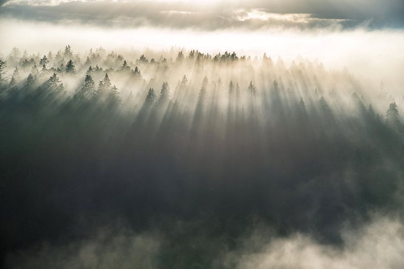 Fog over the trees by Marc Hollenberg