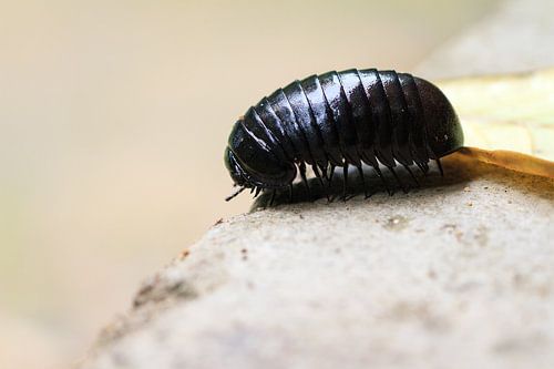 Giant pill millipede
