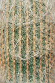 Kaktus von Sharonne Verkaik