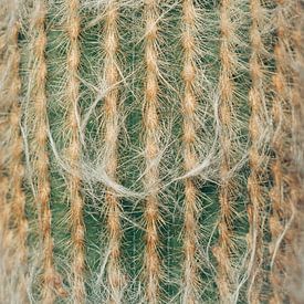 Cactus van Sharonne Verkaik