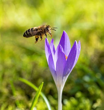 Bee approaching a purple crocus flower by ManfredFotos