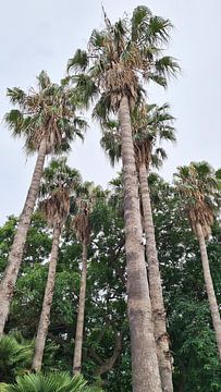 Palmbomen in Barcelona van Michael de Boer