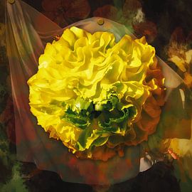 Une renoncule jaune avec un tissu drapé. sur Helga Blanke