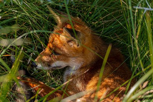 Le renard se couche dans l'herbe
