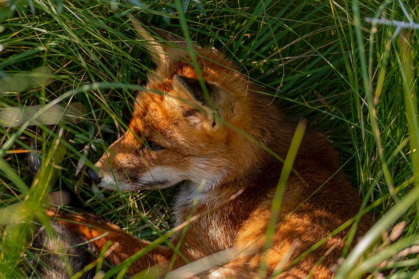 Der Fuchs liegt im Gras von Joeri Imbos