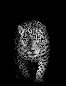 Der Leopard auf schwarzem Hintergrund von MADK