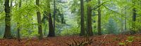 Cape Forest panorama by Jeroen Lagerwerf thumbnail