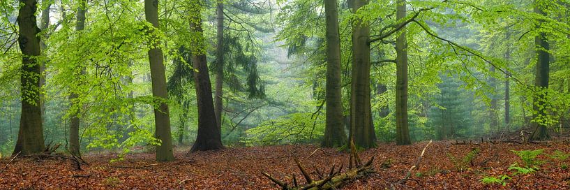 Cape Forest panorama by Jeroen Lagerwerf